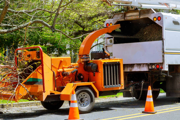 Best Commercial Tree Removal  in USA